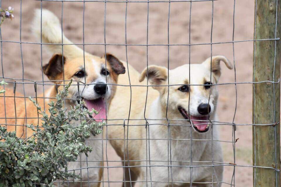 Two friendly rescued dogs waiting behind a fence at Fallen Angels Pet Rescue