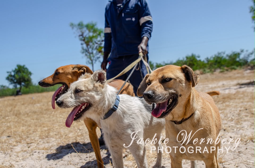 Three rescued dogs enjoying an outdoor walk with their handler at Fallen Angels Pet Rescue