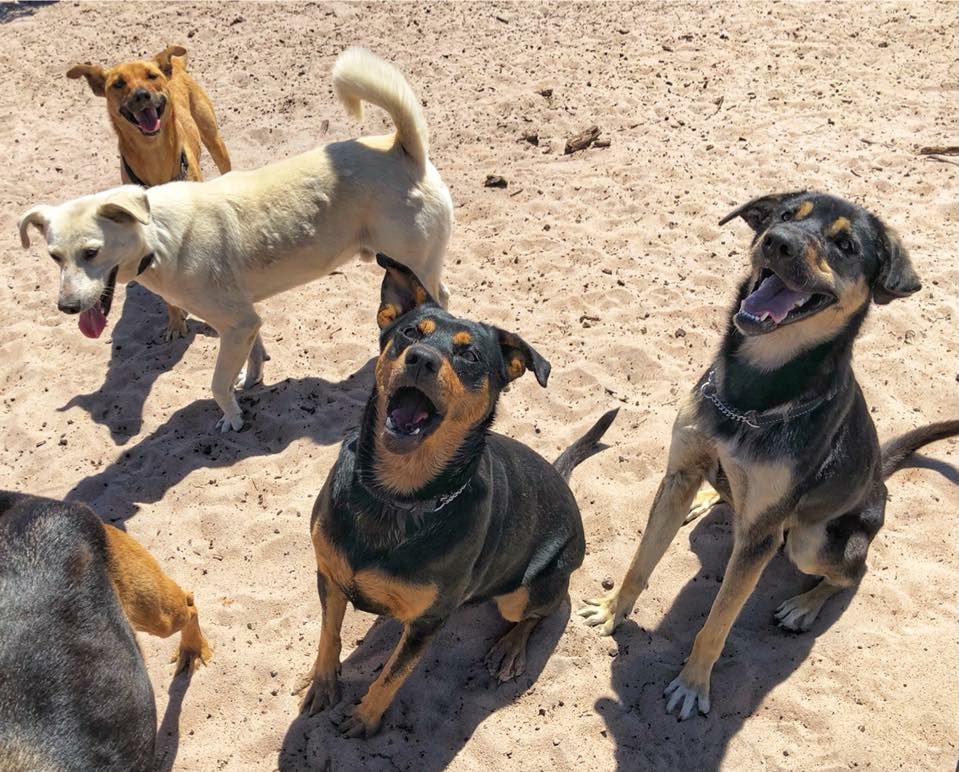 A joyful group of rescued dogs looking up together at Fallen Angels Pet Rescue