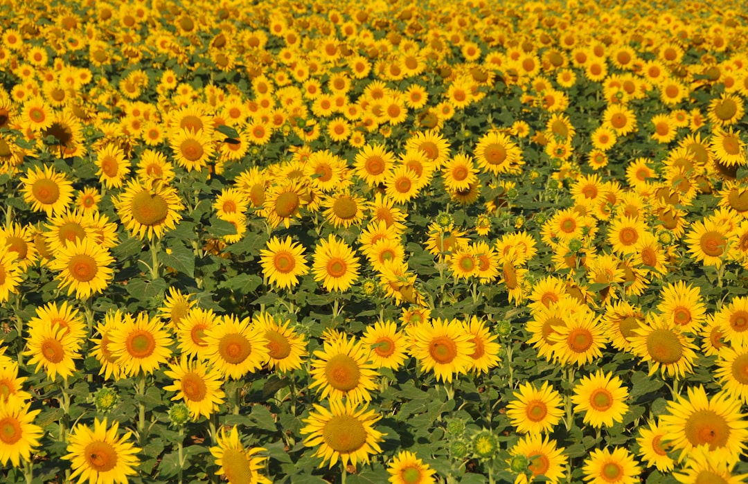 Sunflowers representing solidarity and humanitarian support for Ukraine